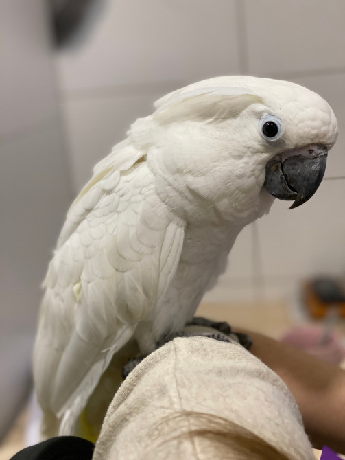 Пташеня какаду окільцьований Київ - зображення 2