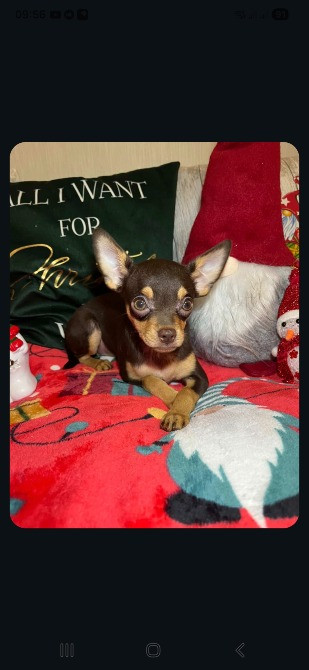 Той-тер'єр Житомир - изображение 4