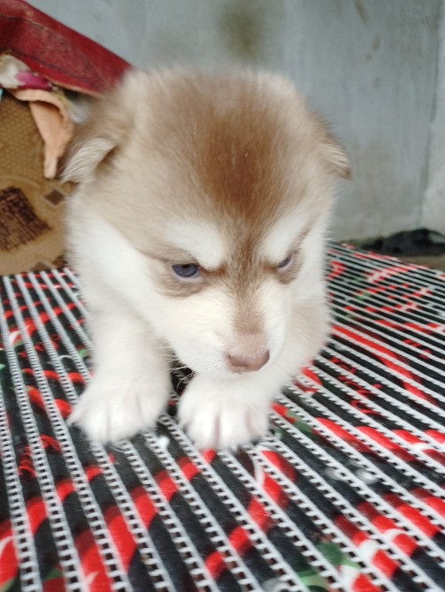 Дівчинка Помскі F1 Львов - изображение 2