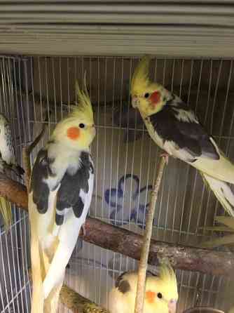 Корела - бюджетна пропозиція Киев