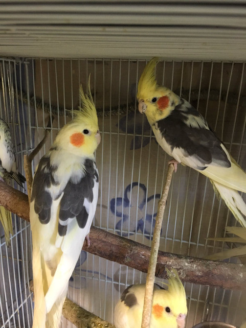 Корела - бюджетна пропозиція Київ - зображення 2