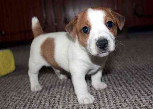 Джек Рассел тер'єр цуценята Київ