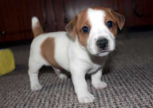 Джек Рассел тер'єр цуценята Київ - зображення 4