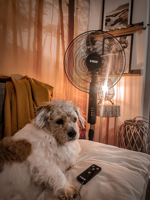 Вентилятор с таймером и пультом Noveen F455 55Вт Одеса - зображення 7