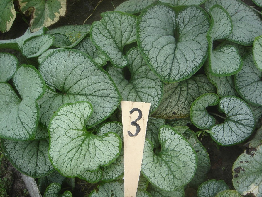 продам брунеру Київ - зображення 5