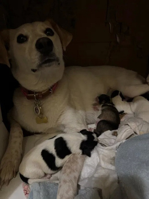 щенки в добрые руки Кривой Рог - изображение 2