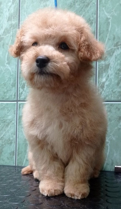 Мальтипу Девочка карамель бебифейс Веселая игривая смышленая, красивая Киев - изображение 2