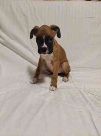 Цуценята боксера 20.10.2025 Киев