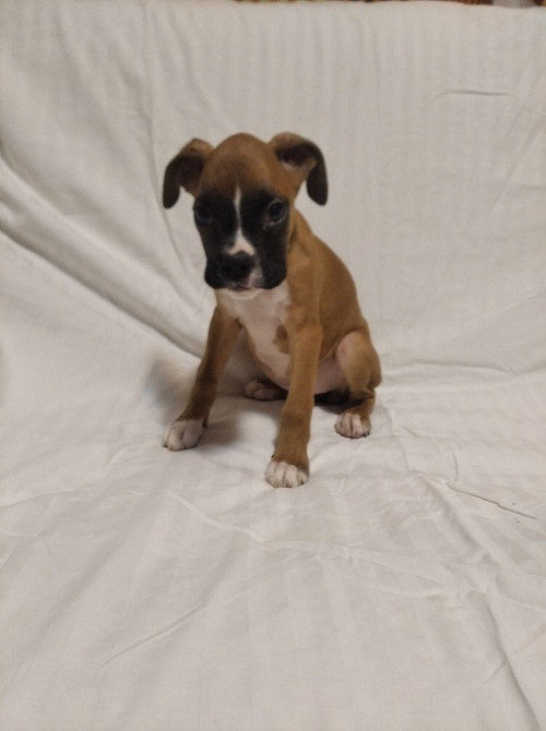 Цуценята боксера 20.10.2025 Киев - изображение 1