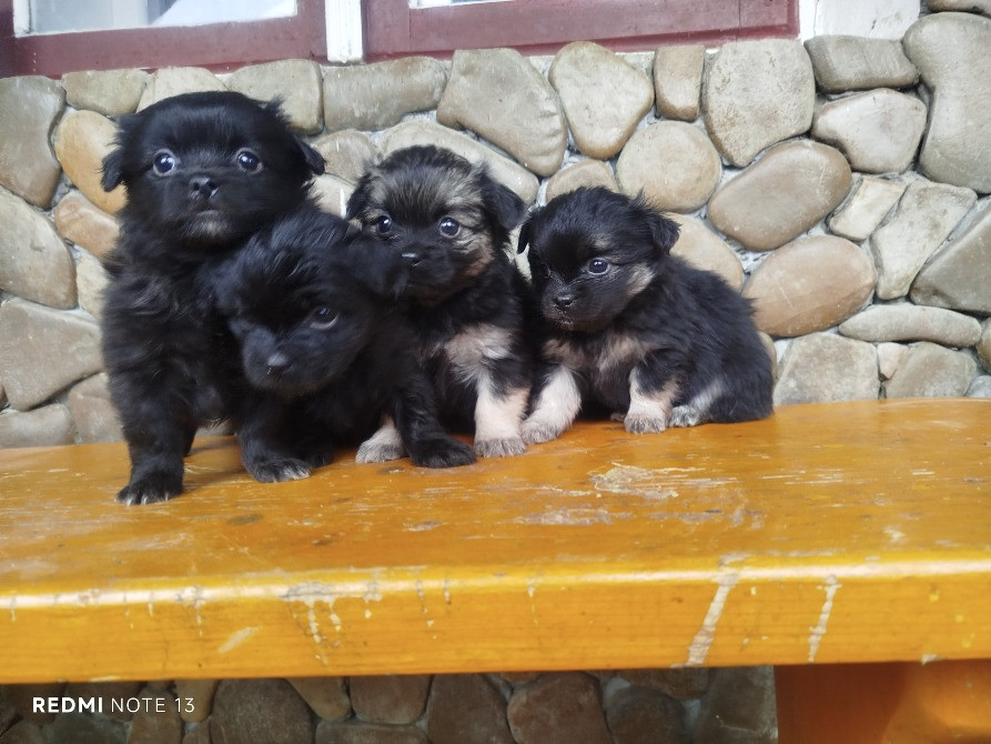 Цуценята пекінеса Снятин - зображення 5
