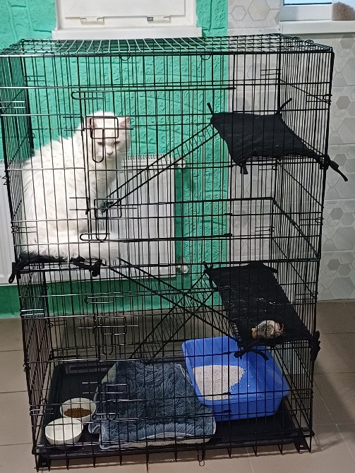 Отель для котов- перетримка котів у Києві зооготель зоогостиница Киев - изображение 1