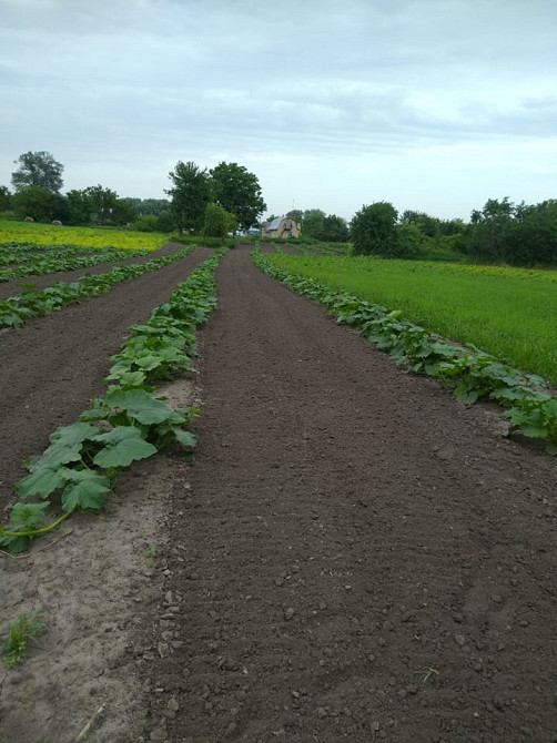 Продається будинок в с.Сахнівка Корсунь-Шевченківський - зображення 7