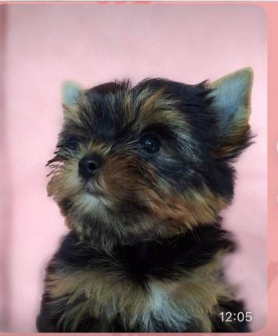 Йоркширский терьер, микро мальчик !!! Одеса - зображення 3