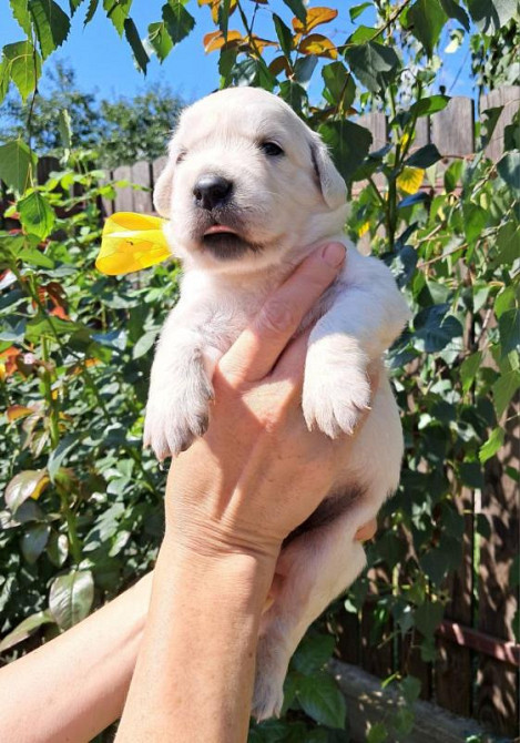 Золотистого ретрівера цуценята Ot Bahur Київ - зображення 5