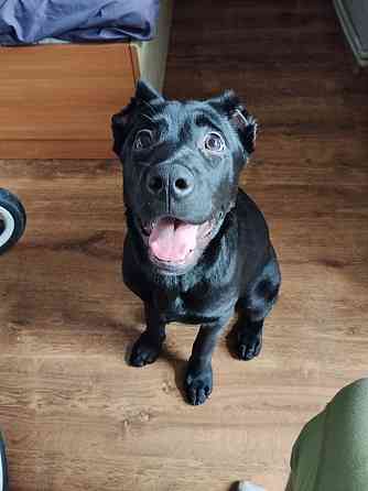 Продам собаку породи кане-корсо дівчинка 7 місяців Ужгород