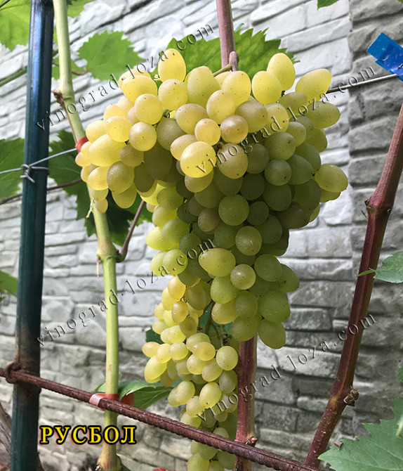 Саджанці Морозостійких сортів винограду (Харків) Харків - зображення 2