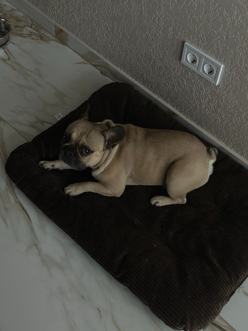 Французький бульдог Оскар Французький бульдог Оскар Французький бульдог ОскарЗображення Опис Пропон Тернополь - изображение 1