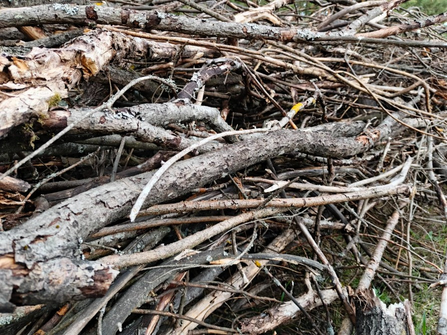 БЕСПЛАТНО МНОГО Отдам Деревья Дрова Ветки Бревна Пеньки Отопление Пиломатериалы Київ - зображення 5