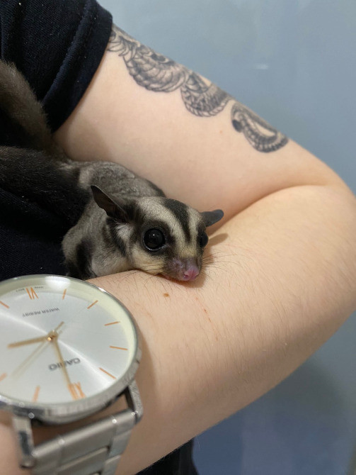 Карликова сумчаста летяга, або цукровий поссум Киев - изображение 3