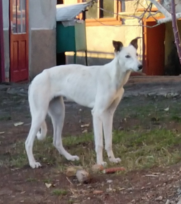 Продам хортів Городенка - зображення 7