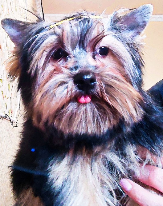 Продам цуценят йорків Павлоград - зображення 6