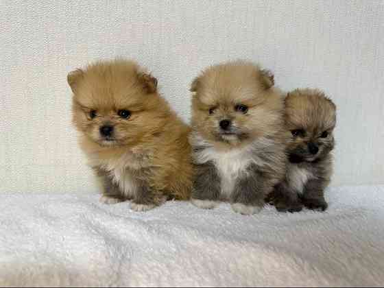 Міні шпіци Київ