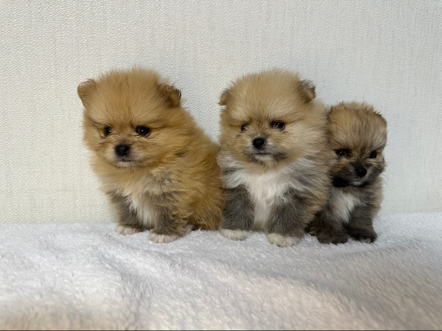 Міні шпіци Київ - зображення 5