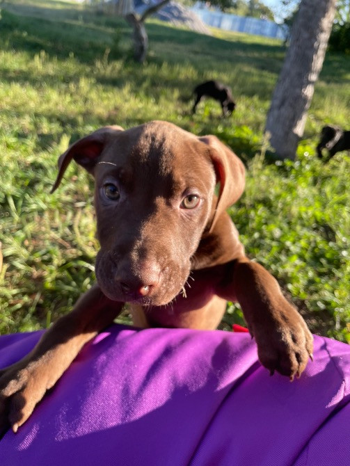 Продаю цуценят пітбуля(вже вакциновані та чіповані) Борисполь - изображение 3