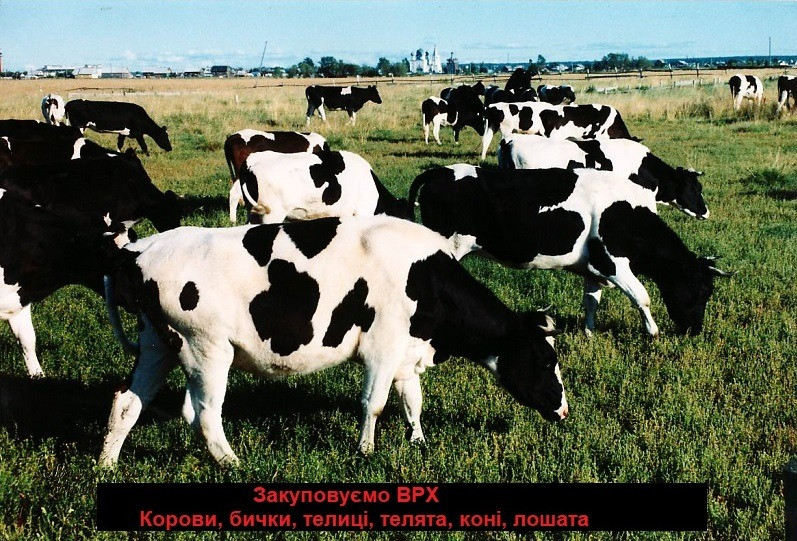 Заготовка, покупка КРС Рівне - зображення 1