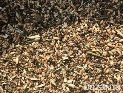 Закупка зерноотходов дорого. Полтава - изображение 1