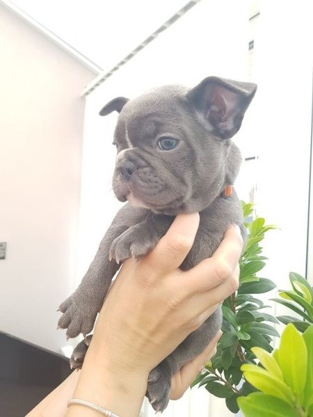 Продам цуценят супер французького бульдога Киев - изображение 1