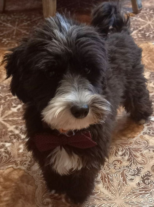 Цуценя цвергшнауцер + шнудель Миколаїв - зображення 1