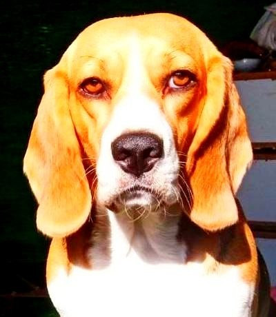 Бігль 4роки. Тяжко хворий військовий прилаштовує (втратив зір) Київ - зображення 1