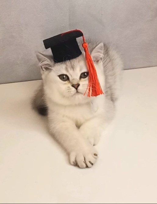 Шотландське кошенятко срібна шиншила Стрий - зображення 3