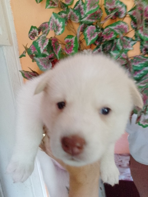 Цуценятка Помскі F1 Львов - изображение 5