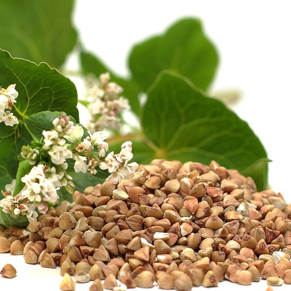 Насіння гречки. Посівмат гречки Миколаїв - зображення 1