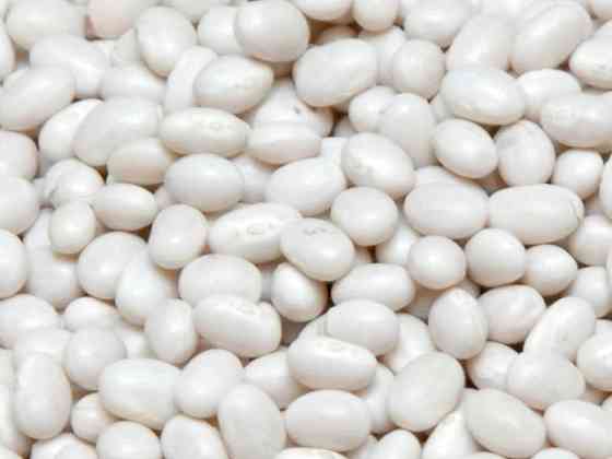 Квасоля оптом від виробника. 20 сортів в асортименті Луцк