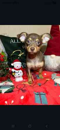 Той-тер'єр Житомир