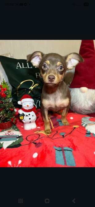 Той-тер'єр Житомир - изображение 1