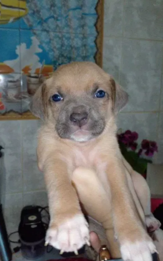 Цуценята піт-бультер'єра Житомир - зображення 3