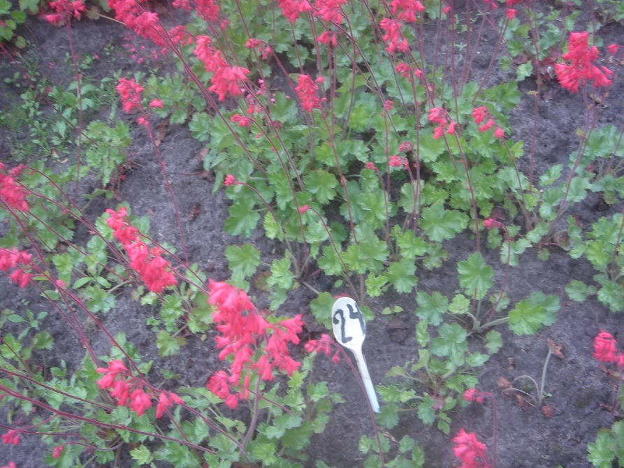 продам гейхеру Киев - изображение 7