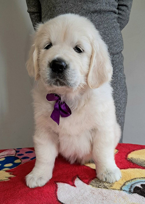 Цуценята золотистого ретрівера Київ - зображення 1