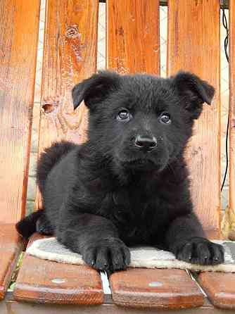 Цуценя німецької вівчарки Кропивницький