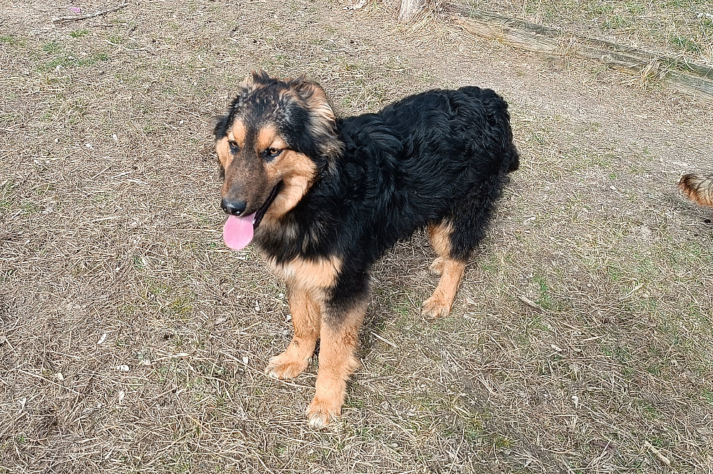 Оскару всего годик! Он очень хочет в любящую семью! Киев - изображение 6