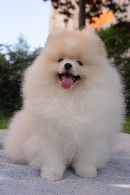 Померанський шпіц хлопчик 4 місяці Київ - зображення 3