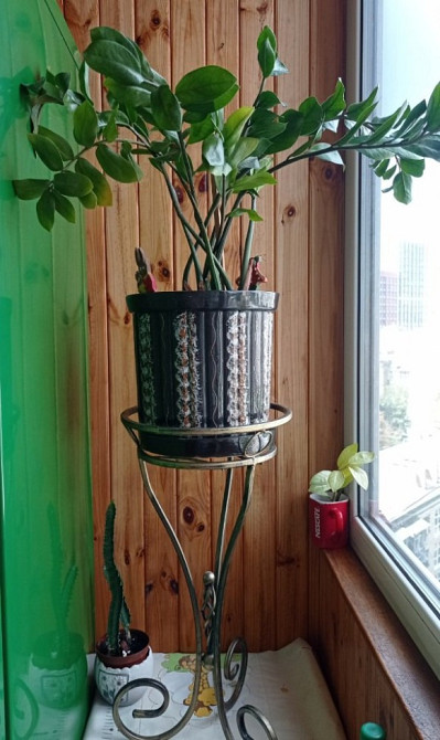 Замиокулькас долларовое дерево с горшком Київ - зображення 2