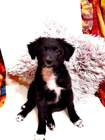 Шукаємо супервідповідальних людей для двох ксоло-дівчат у шерсті Верхнеднепровск