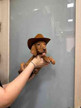 Цуценята угорської вижли Киев