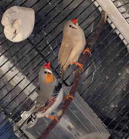 Віддам домашніх пташок, з кліткою чи без. Київ