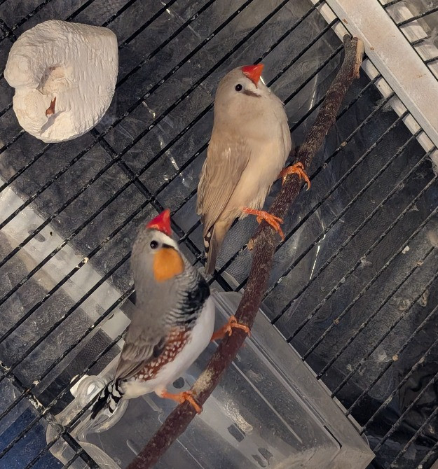 Віддам домашніх пташок, з кліткою чи без. Київ - зображення 1